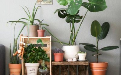 diy-indoor-plant-for-background