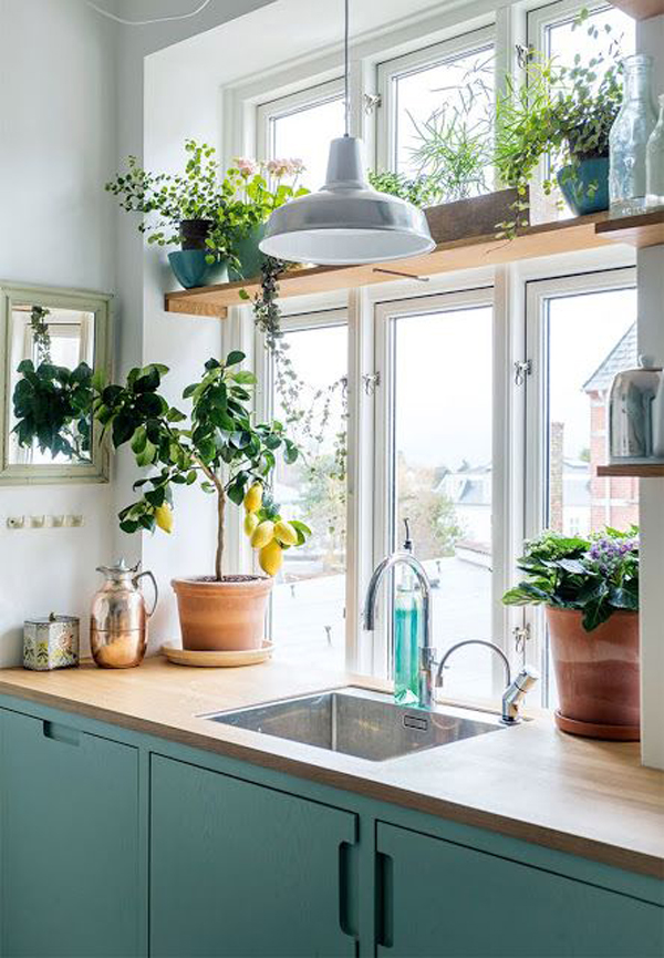 20 Aesthetic Plant Ideas That Room Make Instagramable HomeMydesign