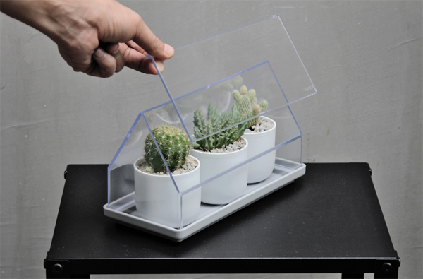 micro-green-house-cactus-plant-cover