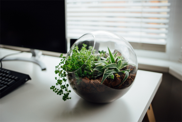 mini-terrarium-plant-for-your-office