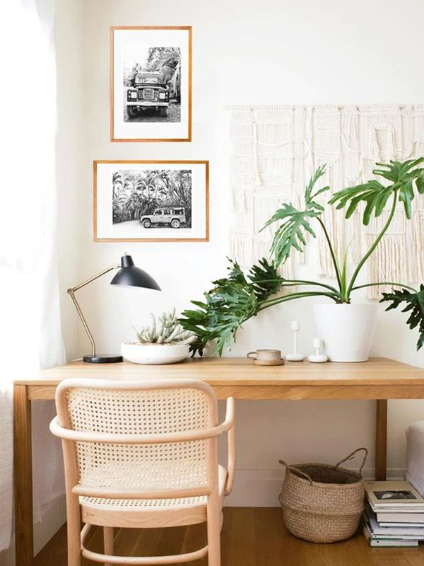 philodendron-office-desk-houseplant-decor