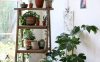 indoor-corner-plants-with-ladder