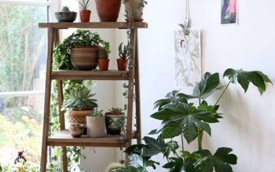 indoor-corner-plants-with-ladder