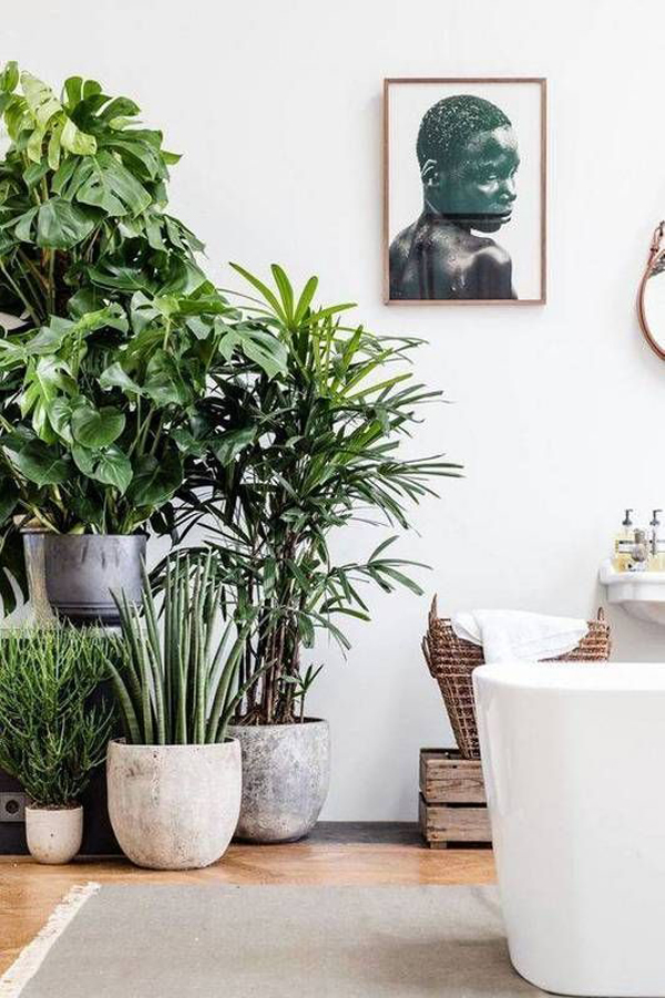 tropical-indoor-plant-for-bathroom