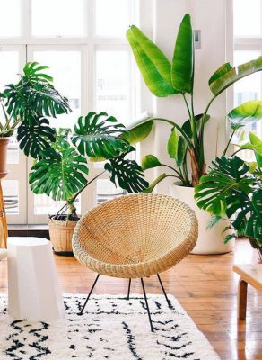 beautify-monstera-plant-decor-for-your-room