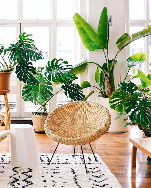 beautify-monstera-plant-decor-for-your-room