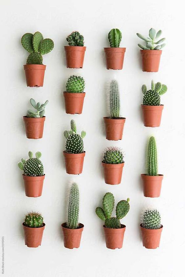 diy-cactus-and-succulent-display-ideas-in-the-wall