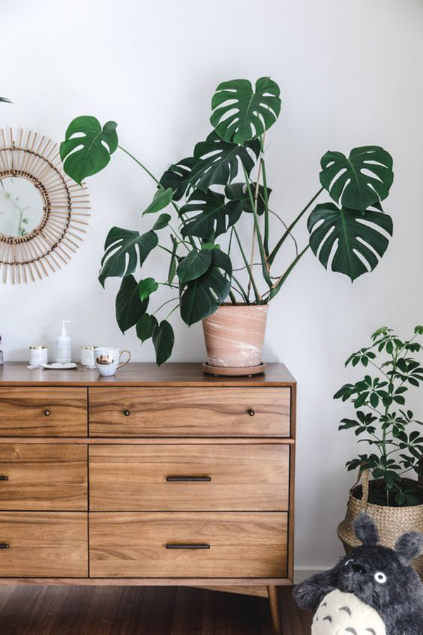 improve-indoor-air-quality-ideas-with-monstera-plant