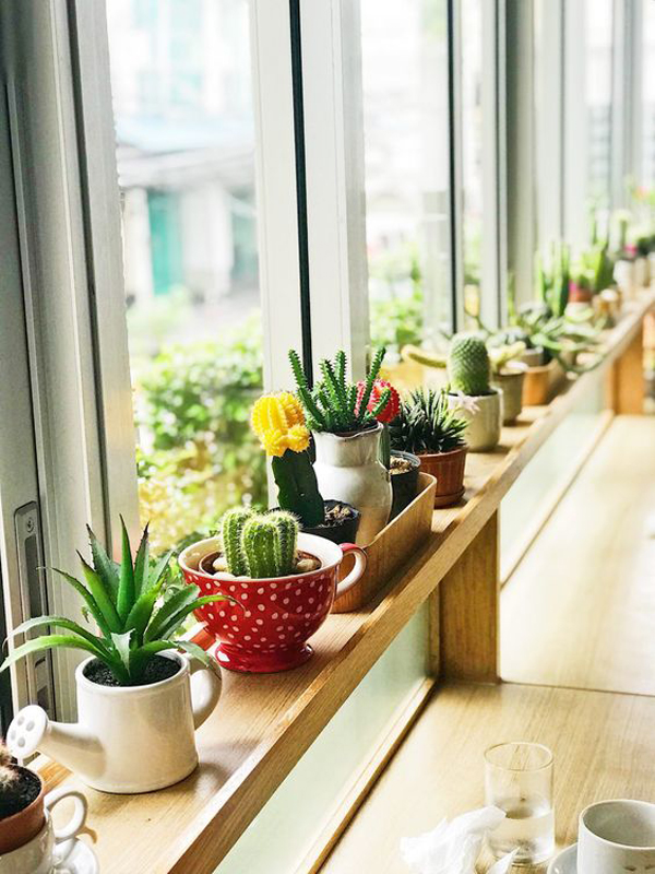 indoor-cactus-and-succulent-decor-in-the-window