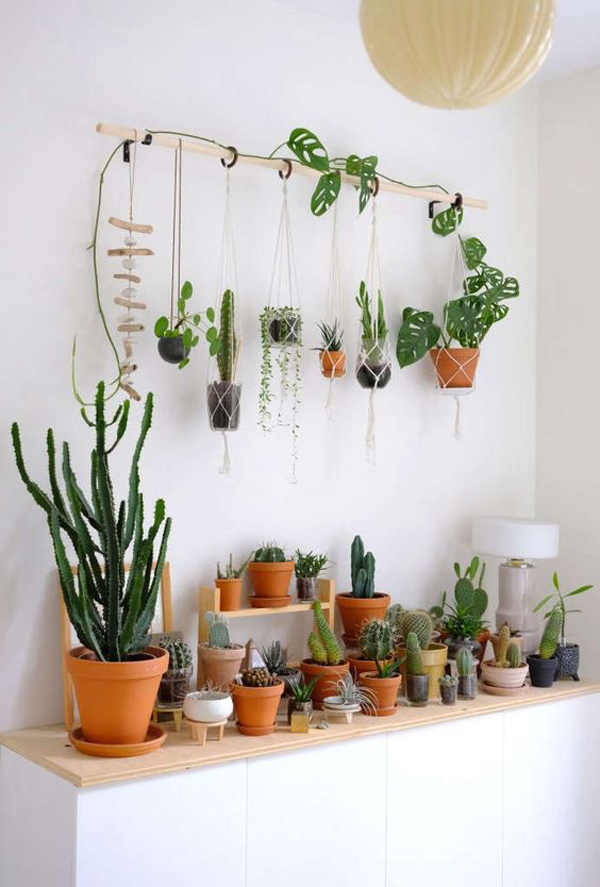 indoor-cactus-cabinet-display-with-hanging-plants