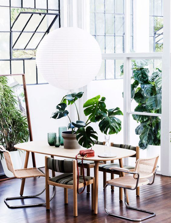 monstera-dining-plants-for-increse-appetite