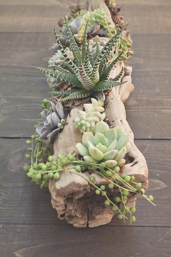 nature-diy-succulents-decor-with-tree-branch