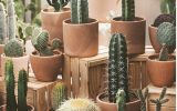 nature-inspired-cactus-plant-decor-with-terracotta-pots