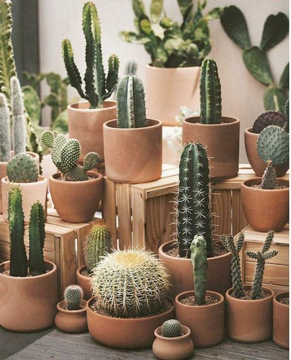 nature-inspired-cactus-plant-decor-with-terracotta-pots