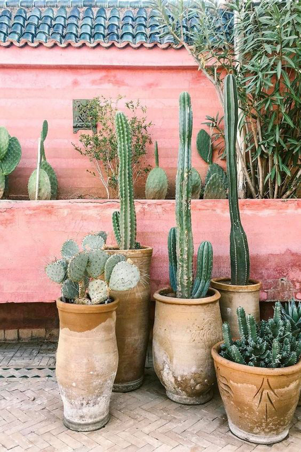 How To Bring Cactus Plant Decor In Your Home | HomeMydesign