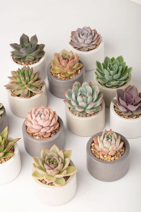 tiny-diy-round-succulent-pot-ideas