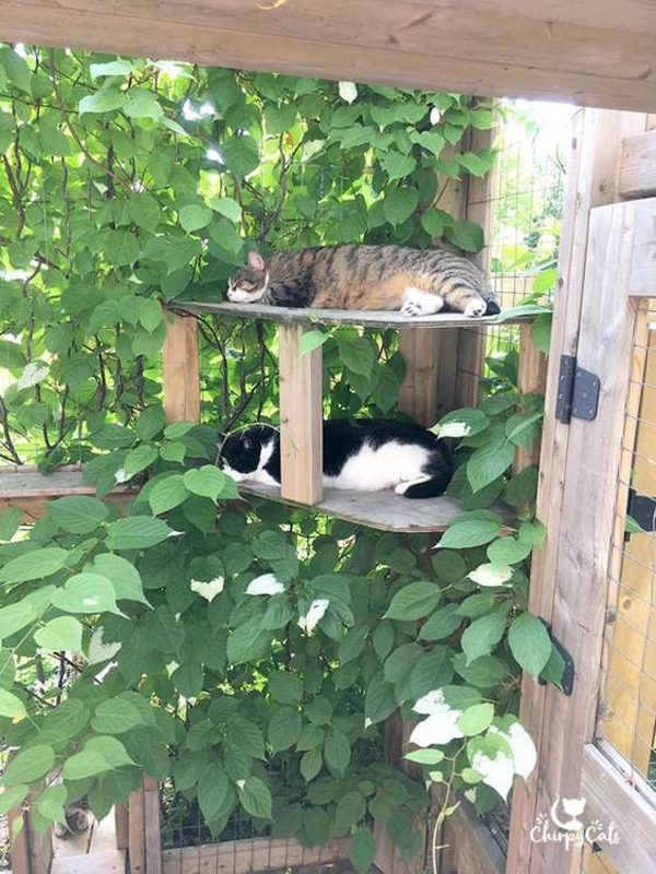 cat-safe-balcony-garden-decor
