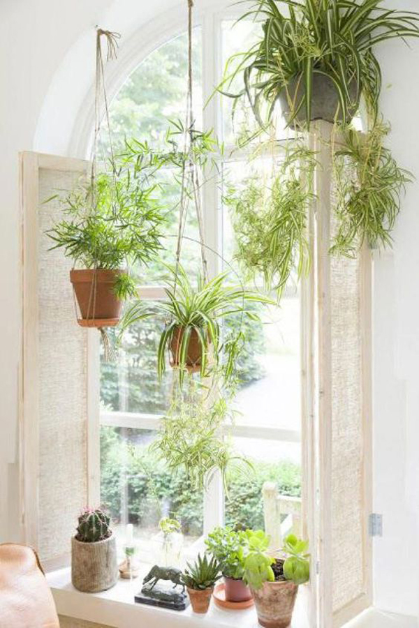 hanging-plant-window-decor-for-purifying-air