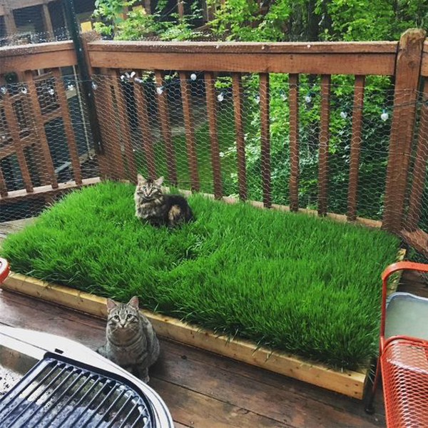 tiny-wheatgrass-cat-friendly-balcony