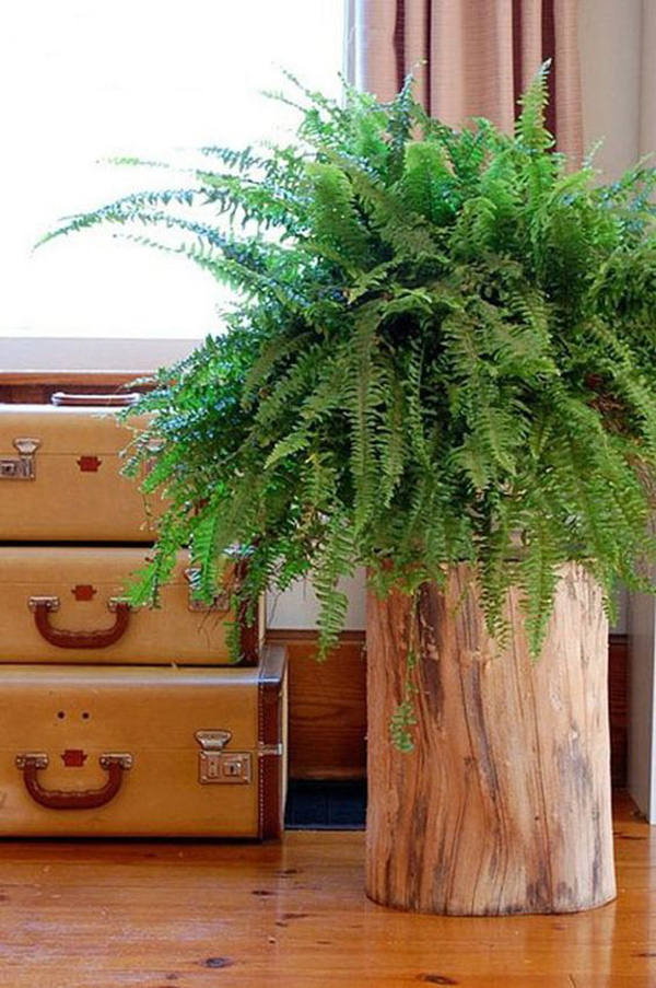 indoor-tree-stump-plants-with-fern