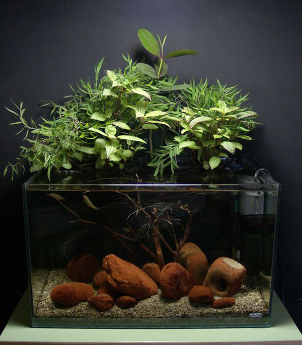 aquascape-riparium-style-with-emersed-plant