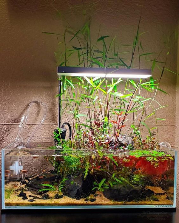awesome-aquascape-with-emersed-style