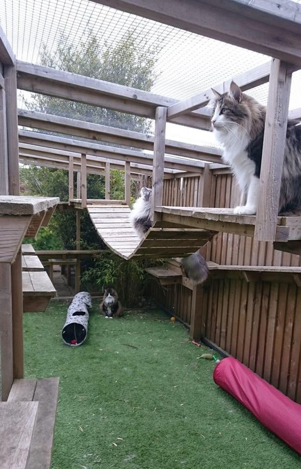 awesome-catios-and-cat-playground