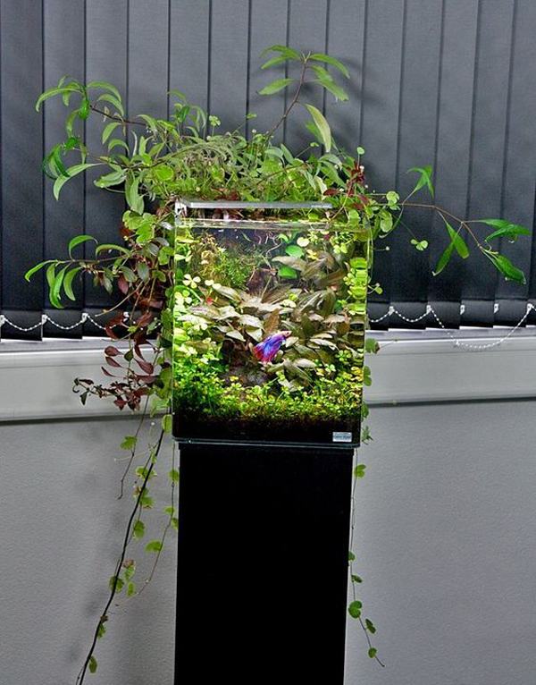 betta-pond-tank-garden-design