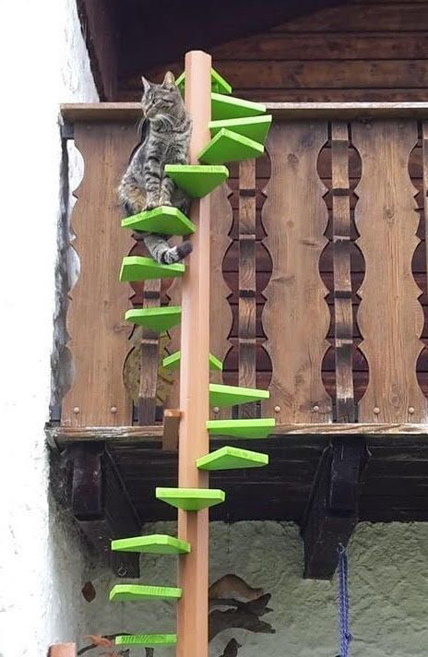 green-cat-ladder-ideas