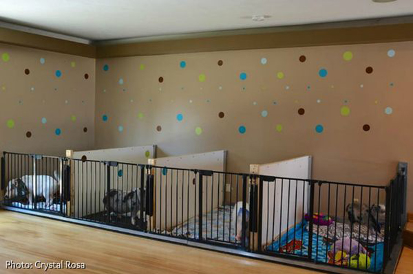 indoor-pig-cage-design-with-polkadot-wall