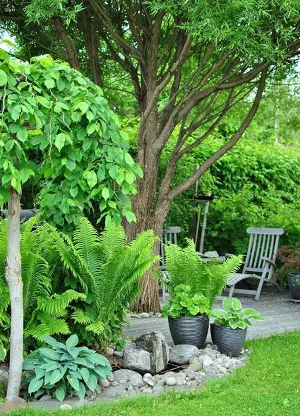 natural-backyad-tree-with-decking-ideas