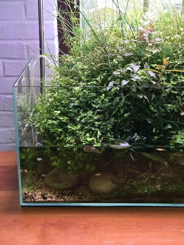pond-tank-decor-ideas-with-emersed-plant
