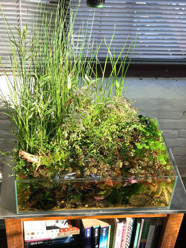 pond-tank-garden-with-shallow-aquarium