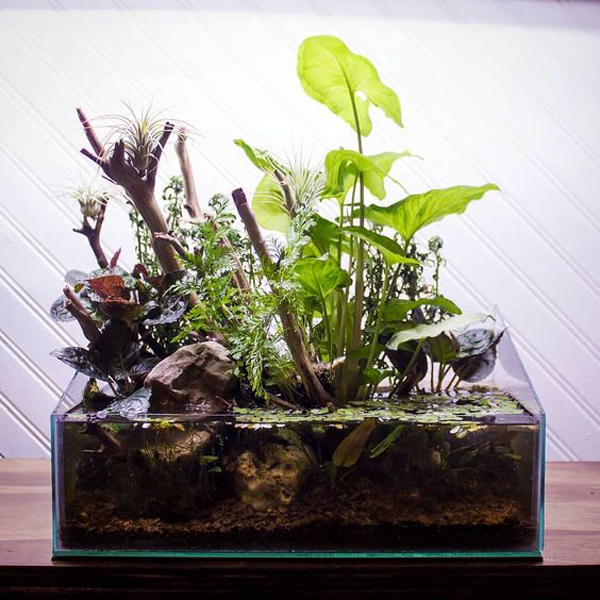 shallow-aquascape-design-with-emersed-plant