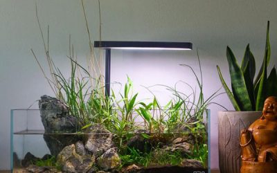 shallow-pond-style-tank-with-emersed-plants