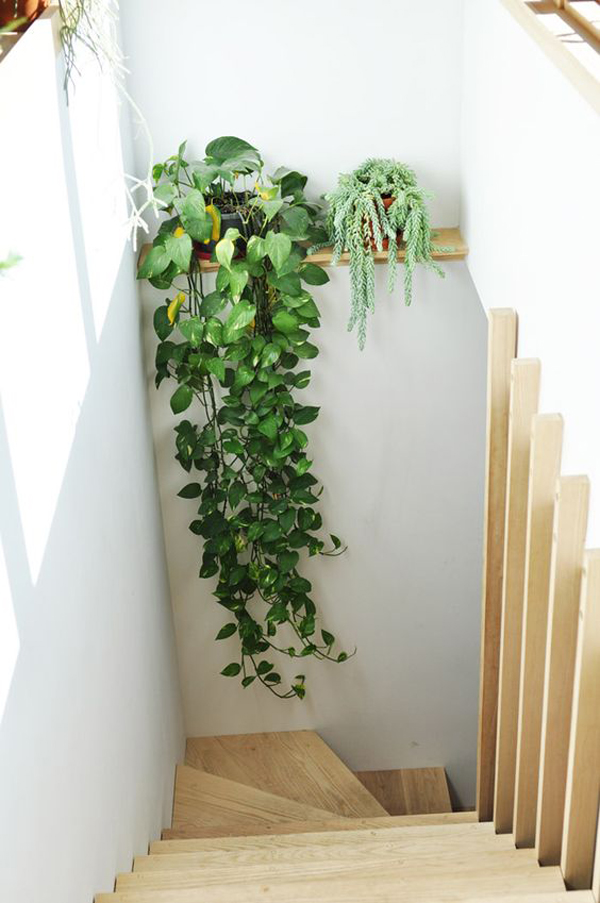 small-staircase-plant-with-wooden-rack