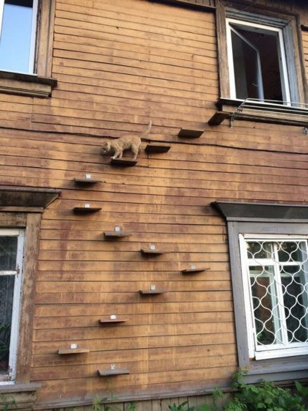 wooden-cat-ladders-in-the-wall