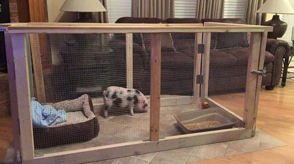 wooden-pig-house-design-for-indoor