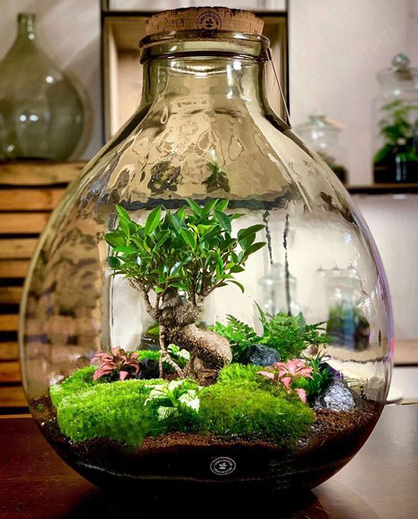 indoor-mini-terrariums-with-air-plants