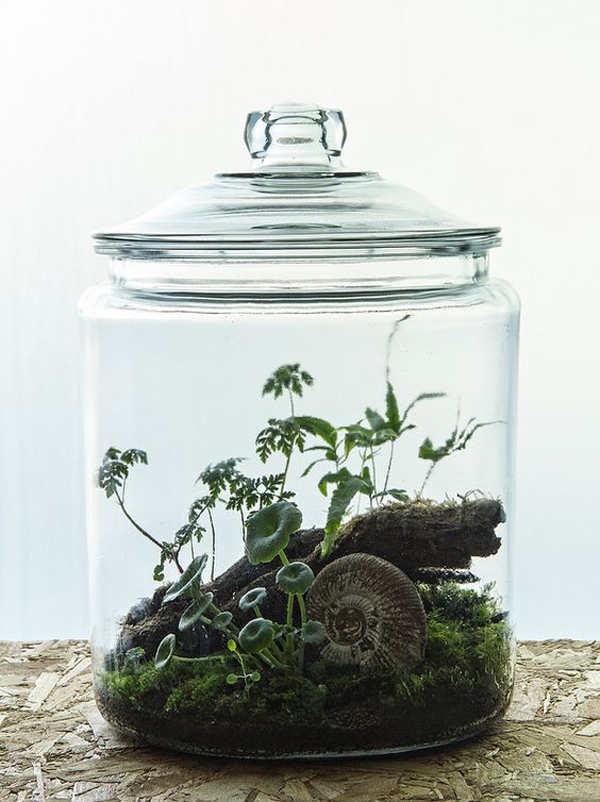 nature-inspired-mini-terrariums