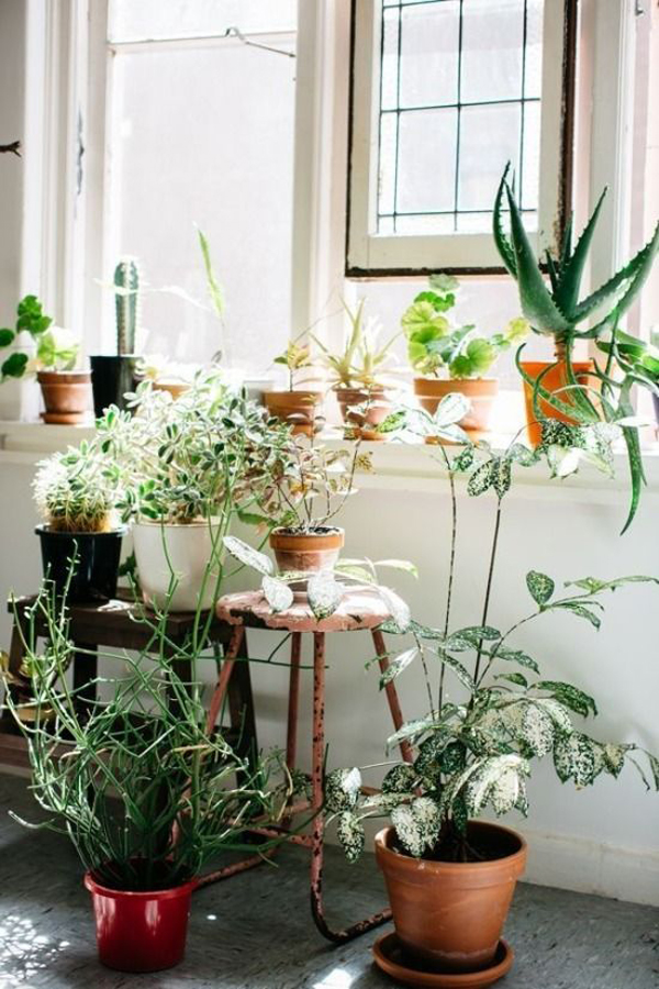 beautiful-indoor-planters-with-natural-light