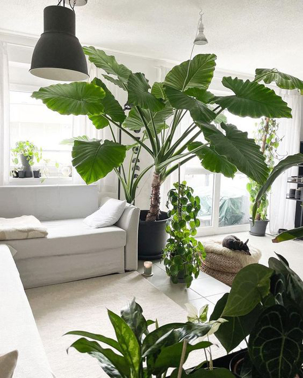 big-elephant-plants-for-living-room