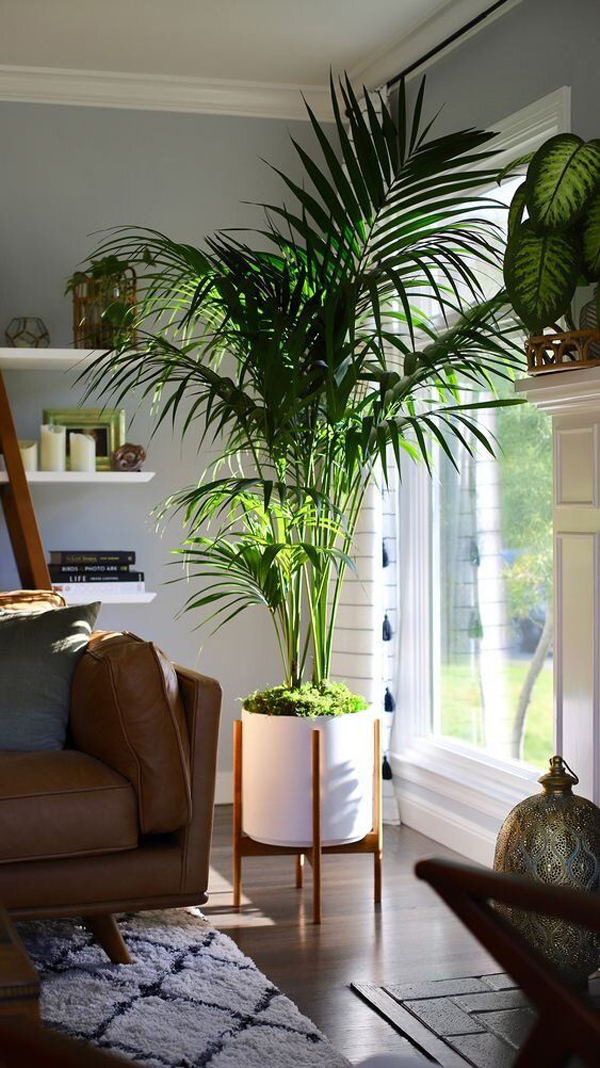 big-indoor-palm-tree-decor-ideas