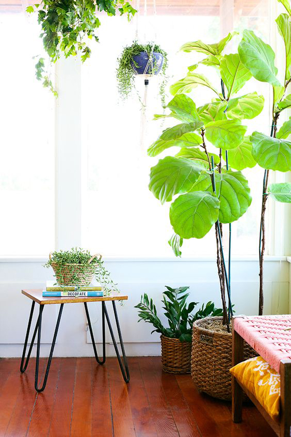 bright-room-with-large-houseplants
