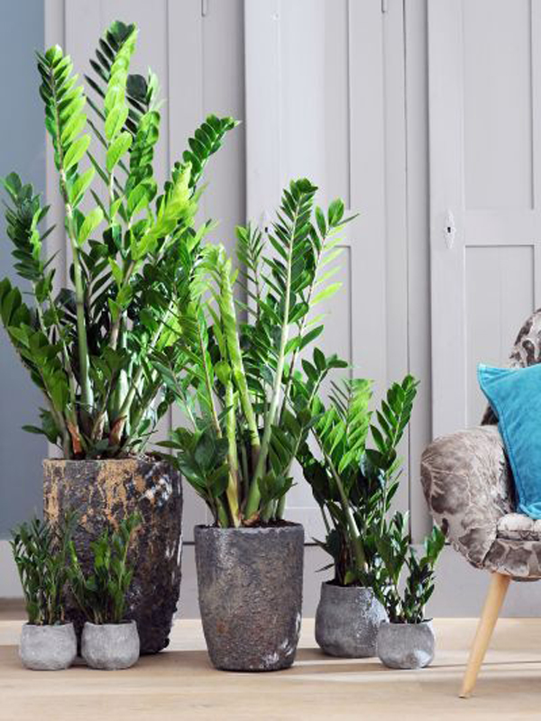 easy-big-zz-plants-for-indoor