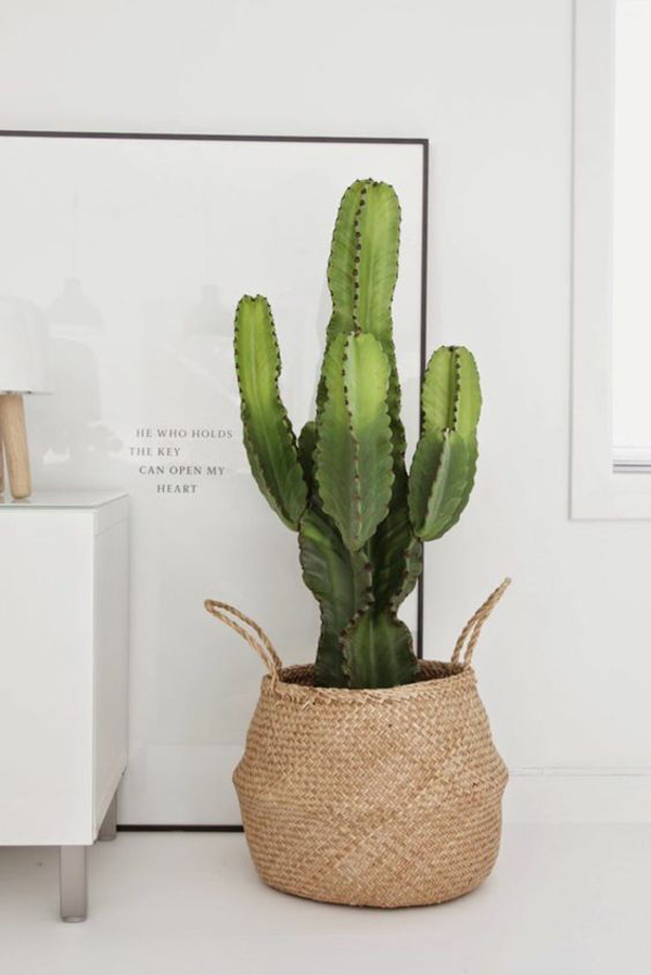 minimalist-interior-design-with-big-cactus