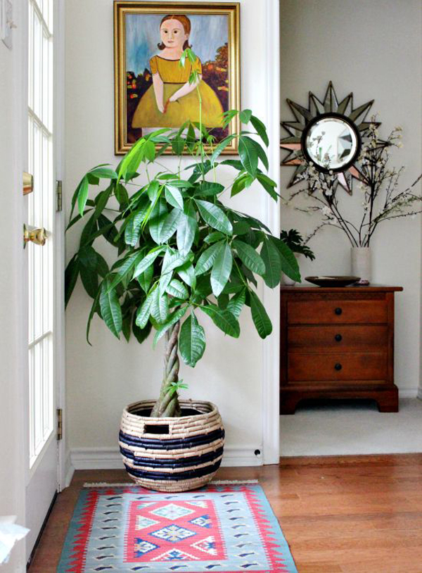 stylish-indoor-pachira-tree-for-interior