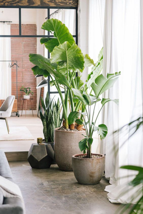 tropical-indoor-big-houseplants-decor