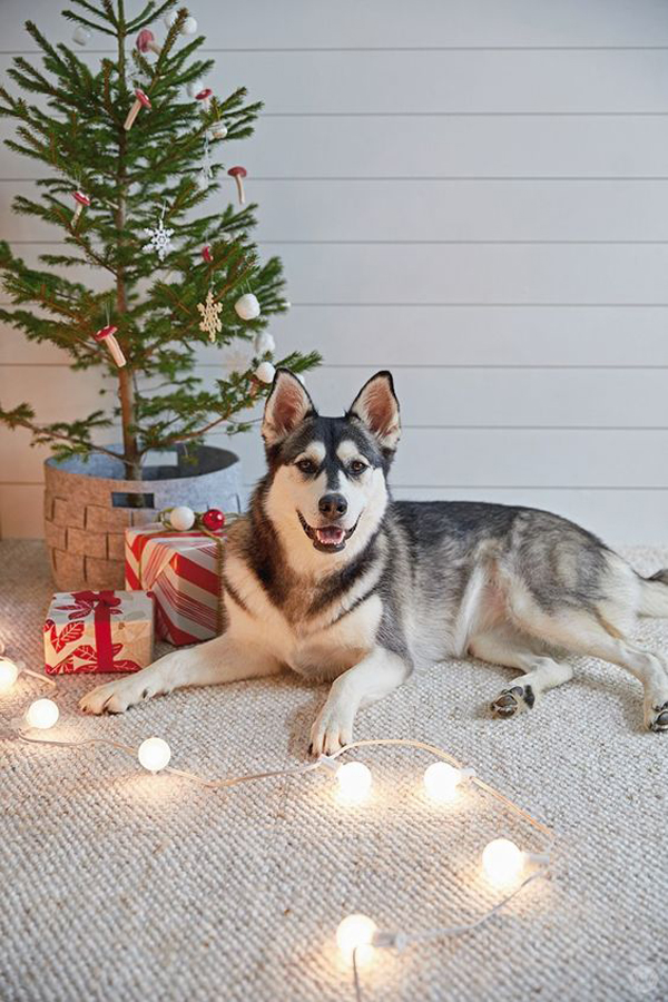 adorable-dog-christmas-tree-ideas