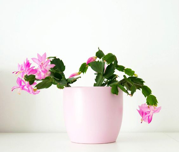 adorable-pink-christmas-cactus-plants